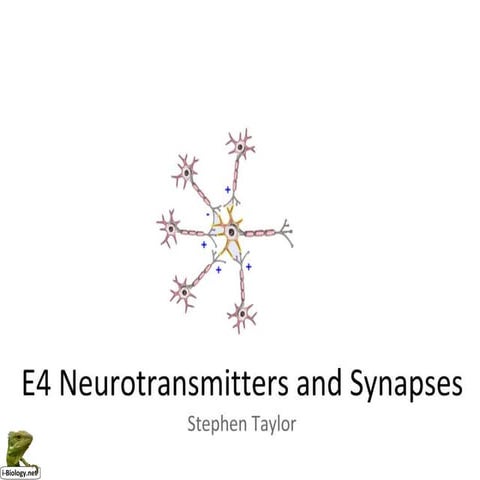 E4 Neurotransmitters And Synapses