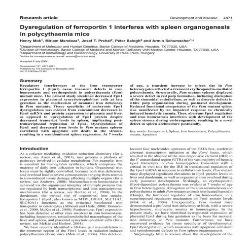 Dysregulation of ferroportin 1 interferes with spleen organogenesis in polycy...