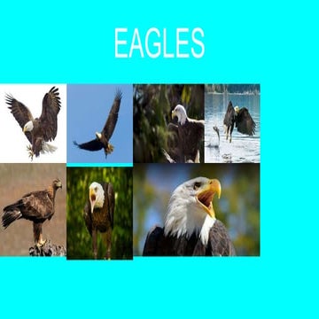 EAGLES.pptx
