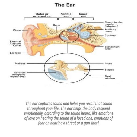 Ear | PPTX