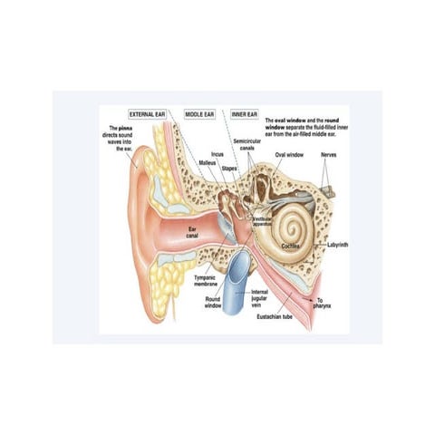 Ear | PPT