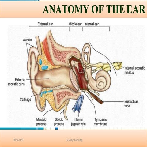 ear anatomy external middle and inner.pptx
