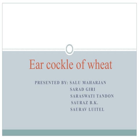 Ear cockle of wheat