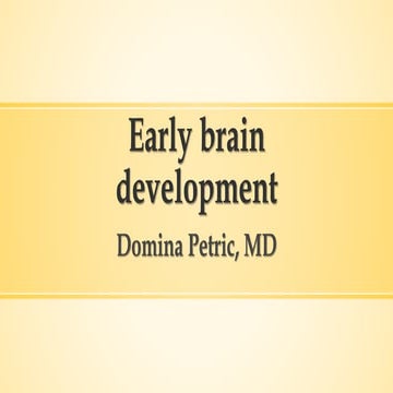 Early brain development part one