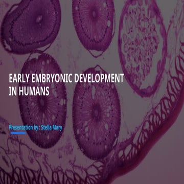 Basic Fetal embryology and development of germ layers.pptx