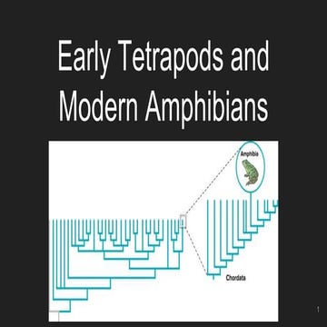 Early tetrapods and modern amphibians