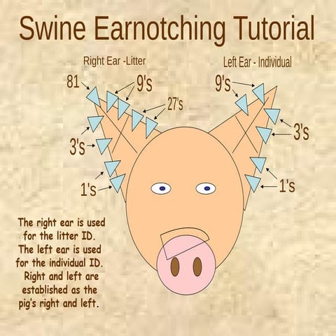 Comprehensive Guide to Pig Ear Notching for Identification | PPTX