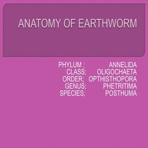 Earthworm