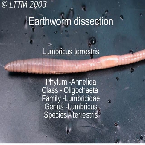 Earthworm dissection