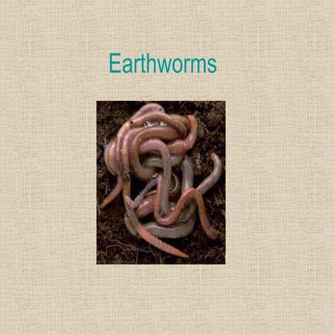 Earthworms1