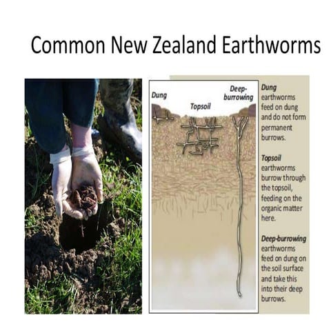 Worm farm slide show | PPT