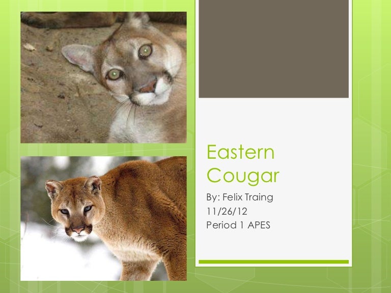 Eastern cougar
