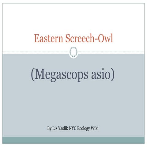 Eastern Screech Owl