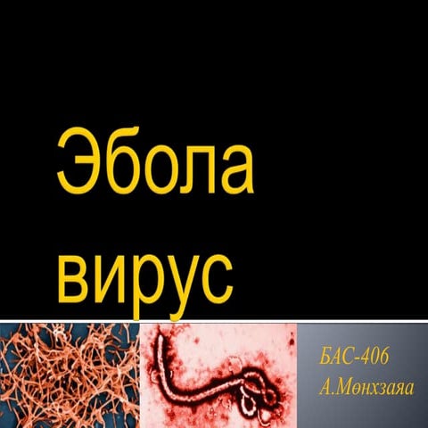 Эбола вирус | PPT