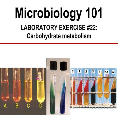 F 15 Lab 22 Carbohydrate metabolism