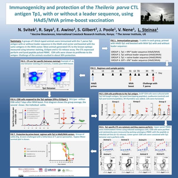 Immunogenicity and protection of the Theileria  parva CTL antigen Tp1, with o...