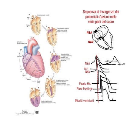 ECG.pdf