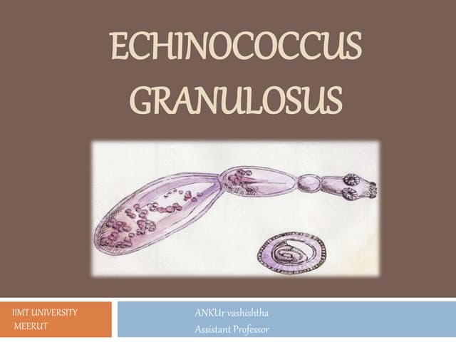 Echinococcus granulosus