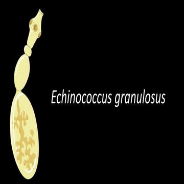 Echinococcus granulosus