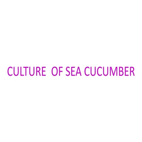 sea cucumber aquaculture