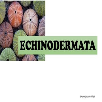 Echinodermata