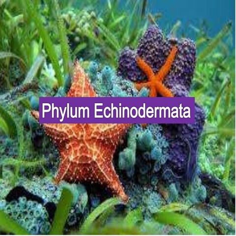 Phylum Echinodermata Presentation