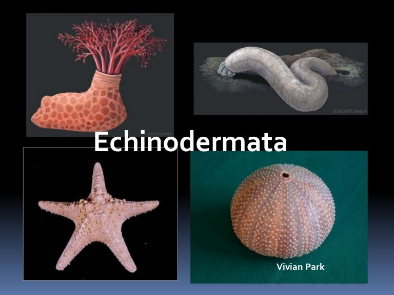 Resultado de imagen de Echinodermata