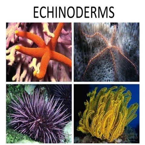 Echinoderm powerpoint