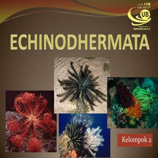 Echinodhermata 
