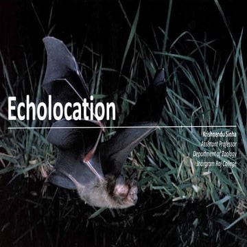 Echolocation in Bats
