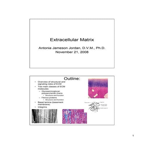 Extracellular Matrix lecture