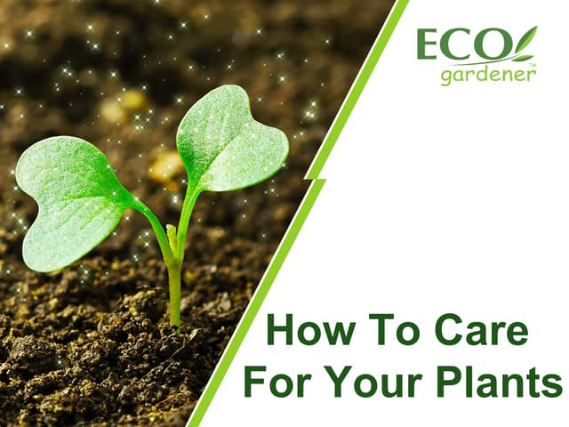 Best Gardening tips | KV Green Nest .pdf