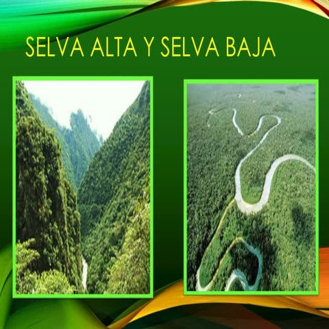 selva alta y selva baja 