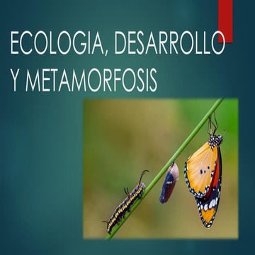 Reproducción y desarrollo de insectos.pdf