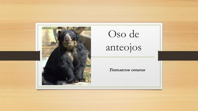 PDF) El oso andino: alcances sobre su historia natural