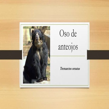 Oso de anteojos