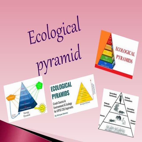 Ecological pyramid | PPT
