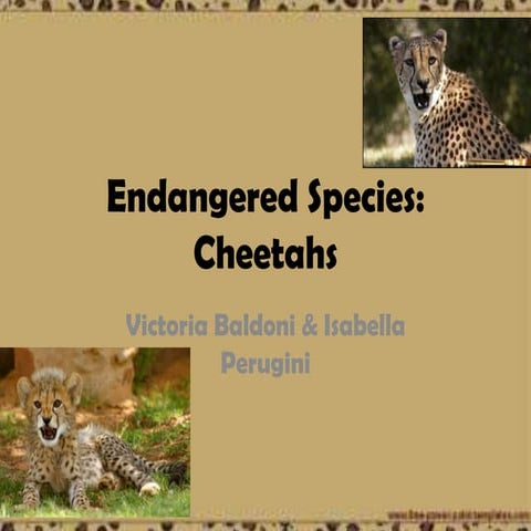 Ecology cheetah powerpoint