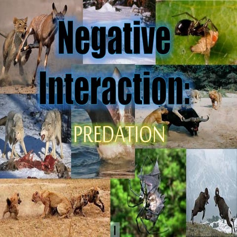 Ecology - Negative Interaction - PREDATION (KMB)