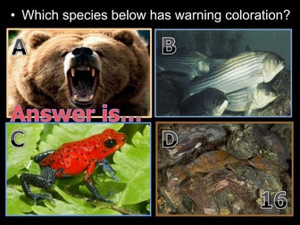 Ecology PowerPoint Review Game, Quiz, Biodiversity, Camouflage, Mimicry and more