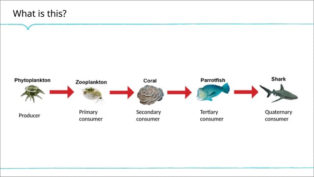 Ecology IGCSE biology 0610 presentation .pptx