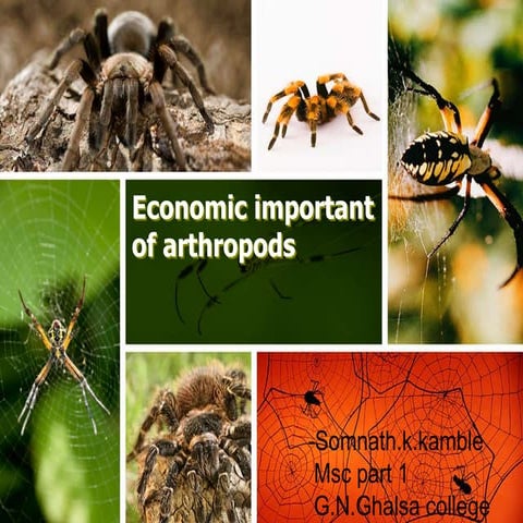 Economic important of arthropods | PPT