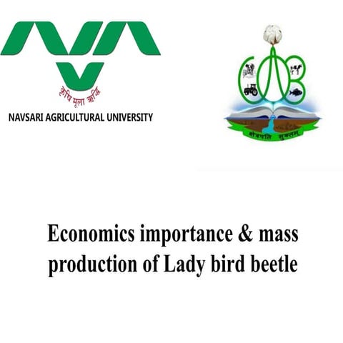 Economic importance and mass production of lady bird beetle