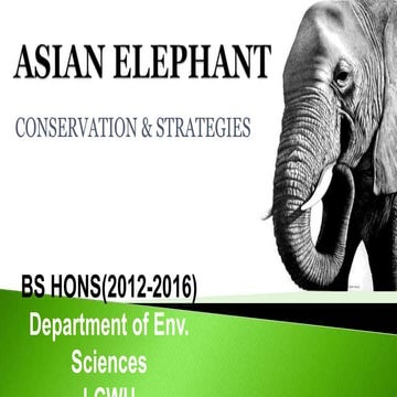 Asian Elephant