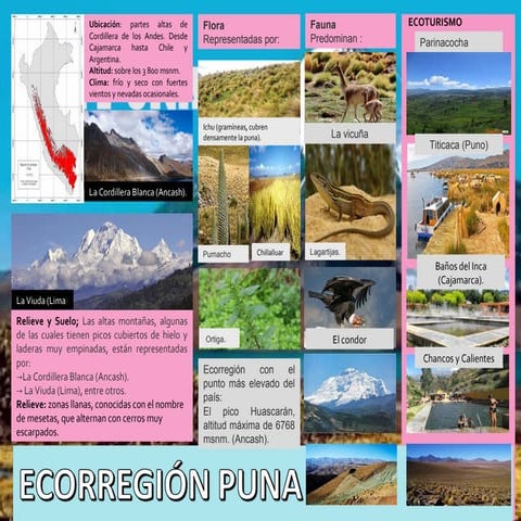 Ecoregion puna