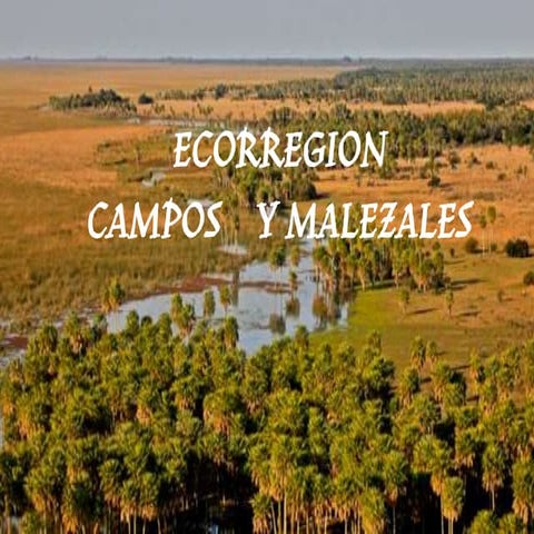 Ecorregion campos y malezales