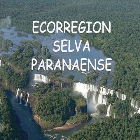 Ecorregion selva paranaense
