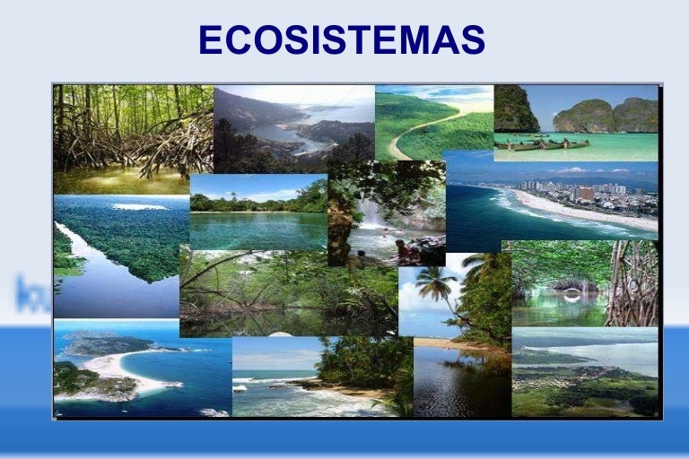 cadena trofica bosque templado ecosistema cadena trofica bosque templado ecosistema