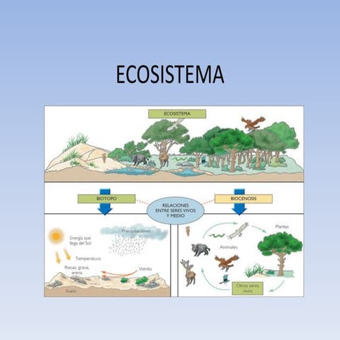 Ecosistema | PPTX