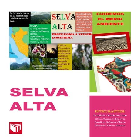 Ecosistema-selva alta